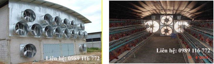 Cung cấp xây dựng trang trại nuôi gà kiểu chuồng lạnh
