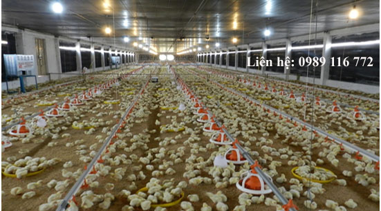 Cung cấp xây dựng trang trại nuôi gà kiểu chuồng lạnh