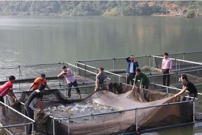 Nhân rộng mô hình nuôi thương phẩm cá trắm giòn, chép giòn bằng lồng nhựa trên hồ chứa tại xã Ân Phú, huyện Vũ Quang, Hà Tĩnh